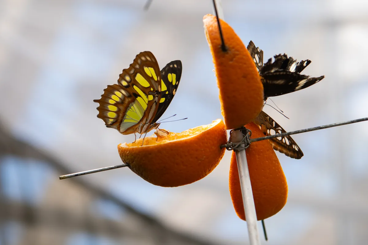 Impressionen vom Schmetterlingshaus im Gartencenter Meier in Dürnten